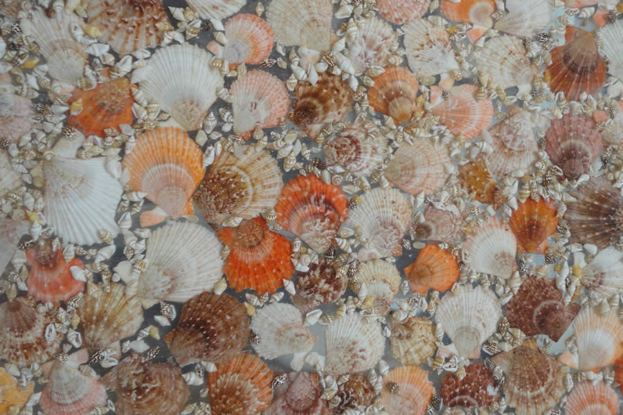 Sea Shell Slab